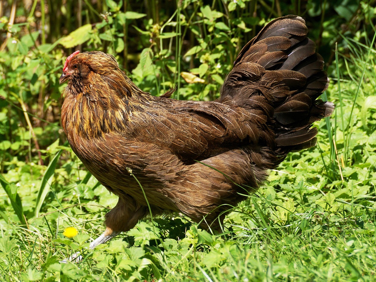 肉毛鸡最新价格行情及分析