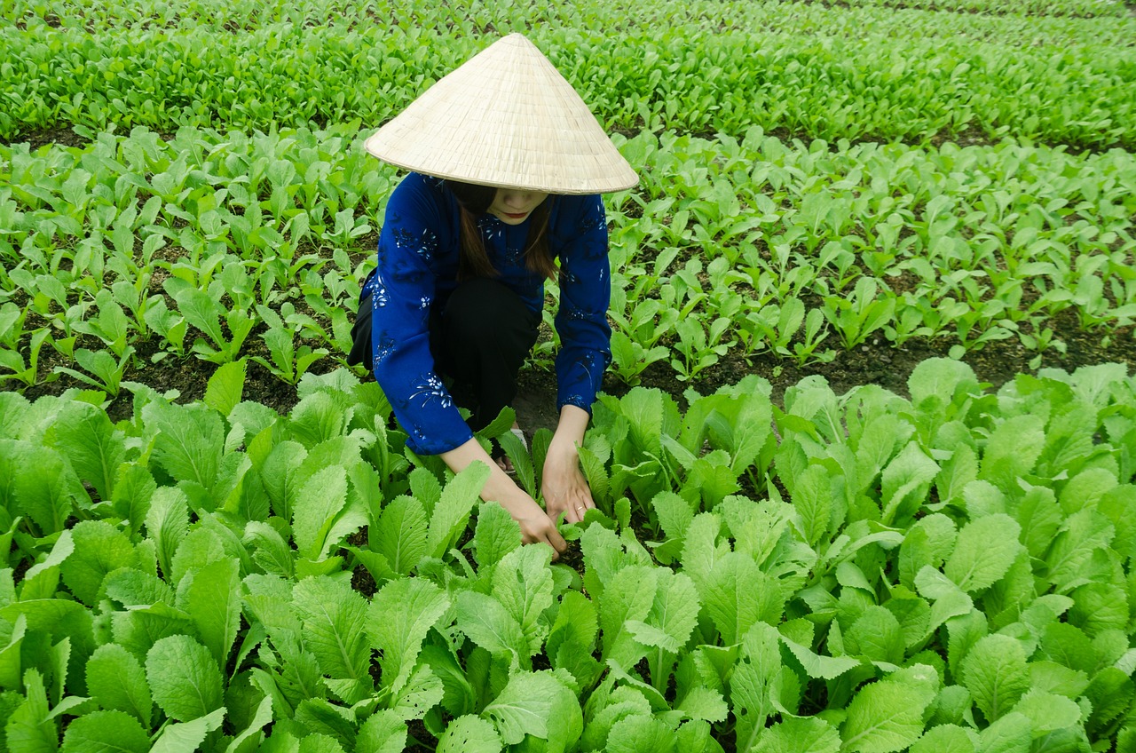 湖北襄阳发展繁荣交汇，最新动态与展望